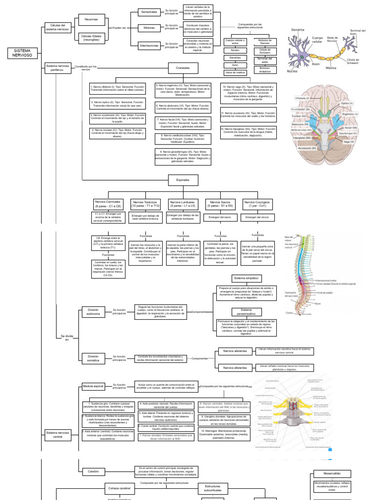 Estructura y Función del Sistema Nervioso | PDF | Cerebro | Sistema ...