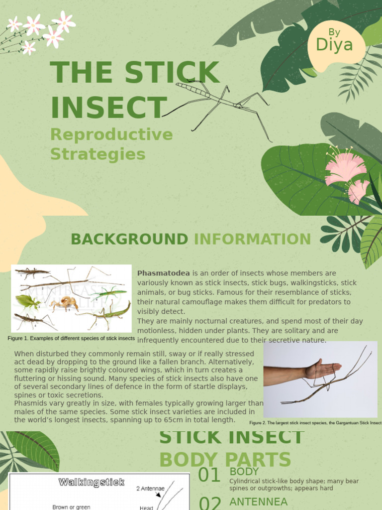 Stick Insect Reproductive Strategies | PDF | Reproduction | Sexual ...