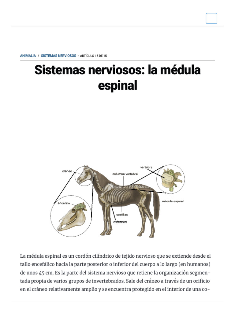 Funciones y partes de la médula espinal | PDF | Sistema nervioso ...