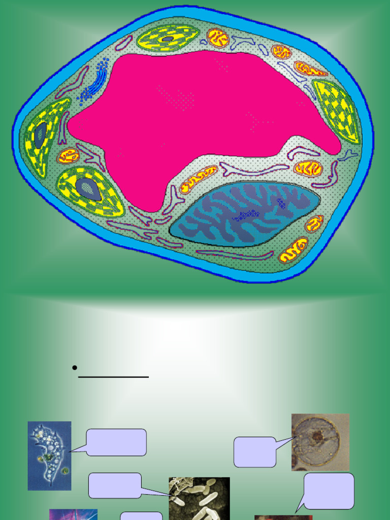 NOTES Cell Structure and Function (1) | PDF | Cell (Biology ...