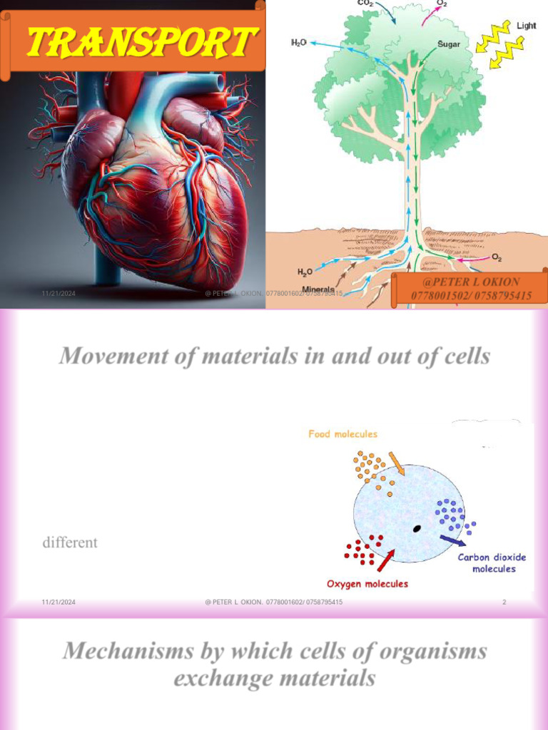 Cell Material Exchange Mechanisms | PDF | Ventricle (Heart) | Atrium ...