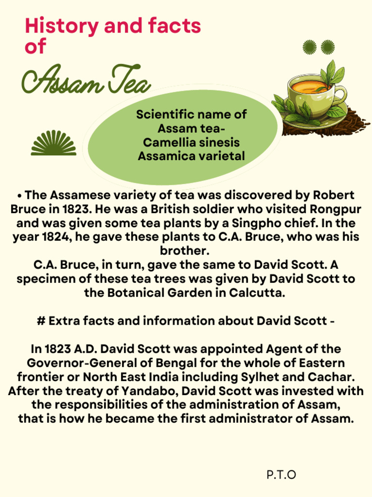 History and facts of Assam Tea | PDF