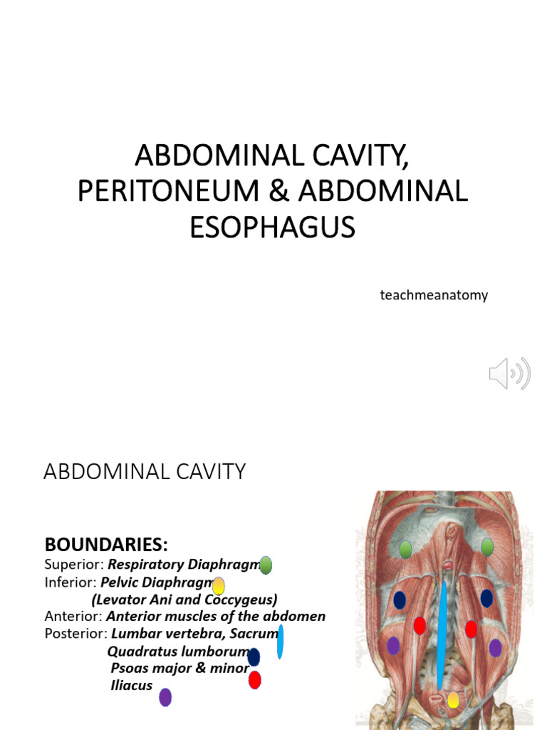 Anatomy of the Abdominal Cavity and Peritoneum | PDF | Peritoneum | Abdomen
