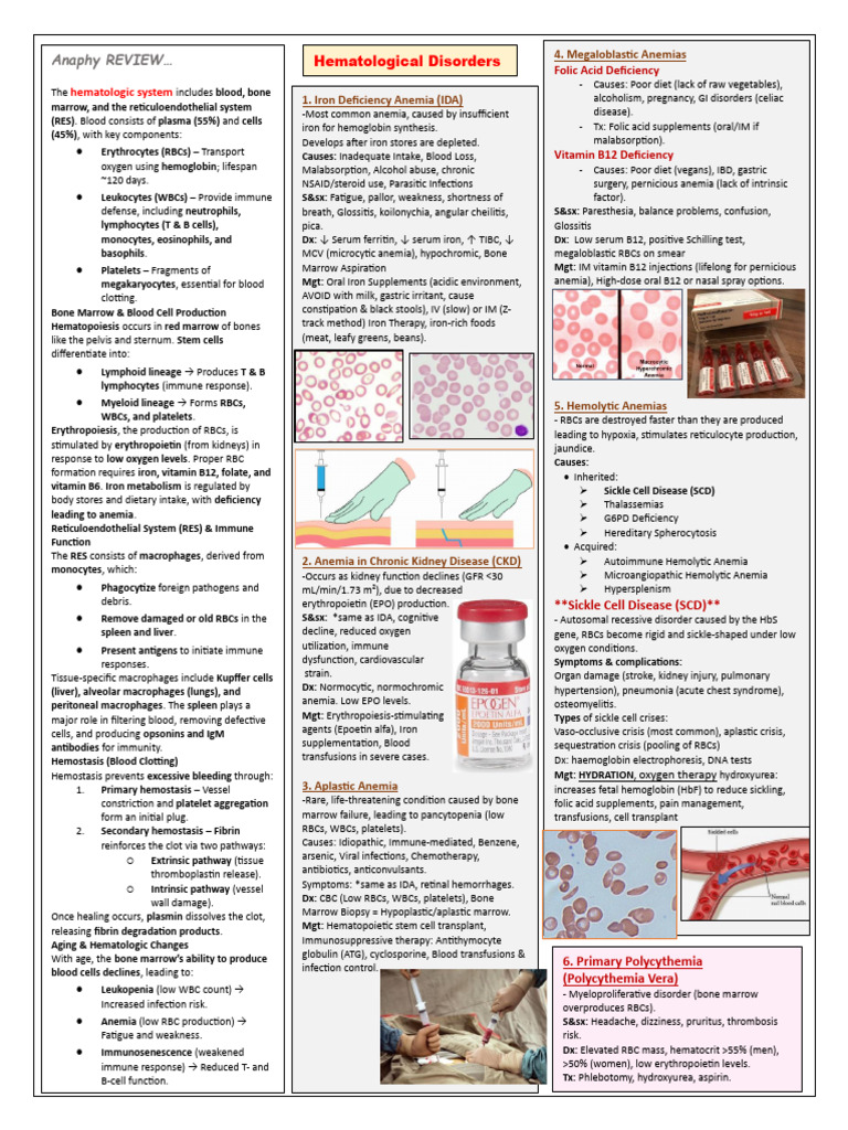 Overview of Hematologic Disorders | PDF | Anemia | Vitamin B12
