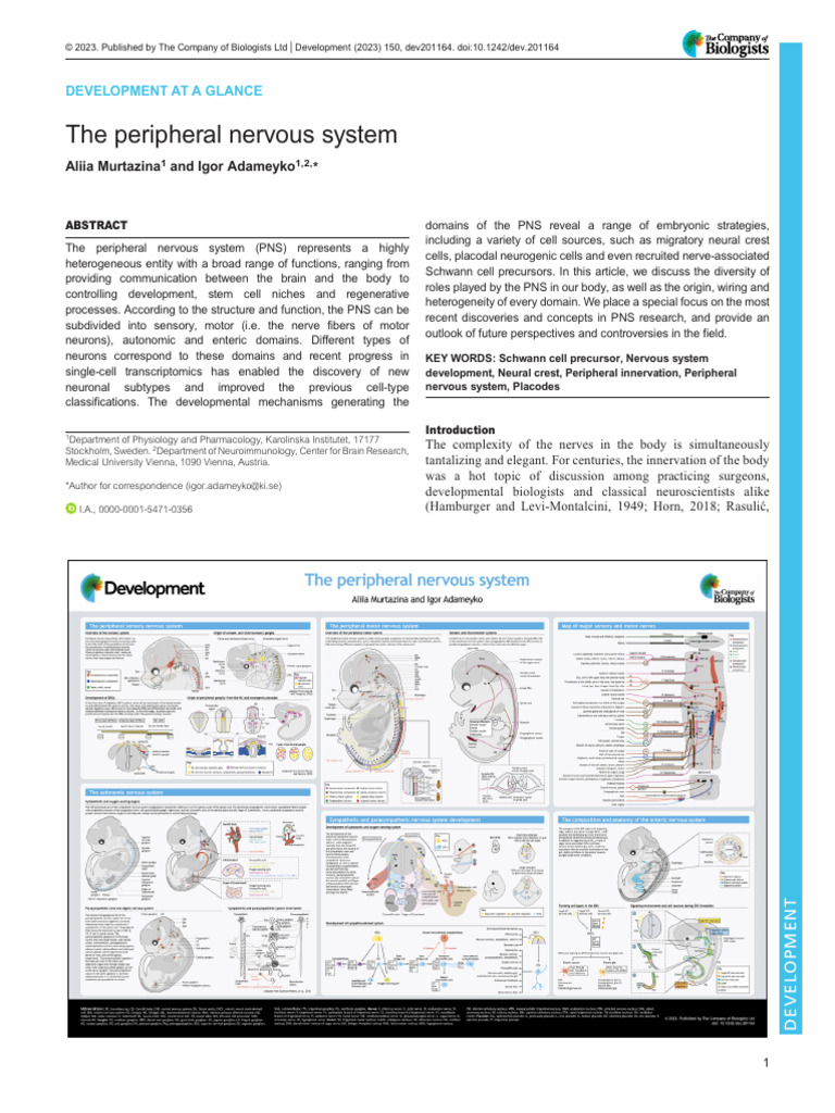 Overview of Peripheral Nervous System | PDF | Autonomic Nervous System ...