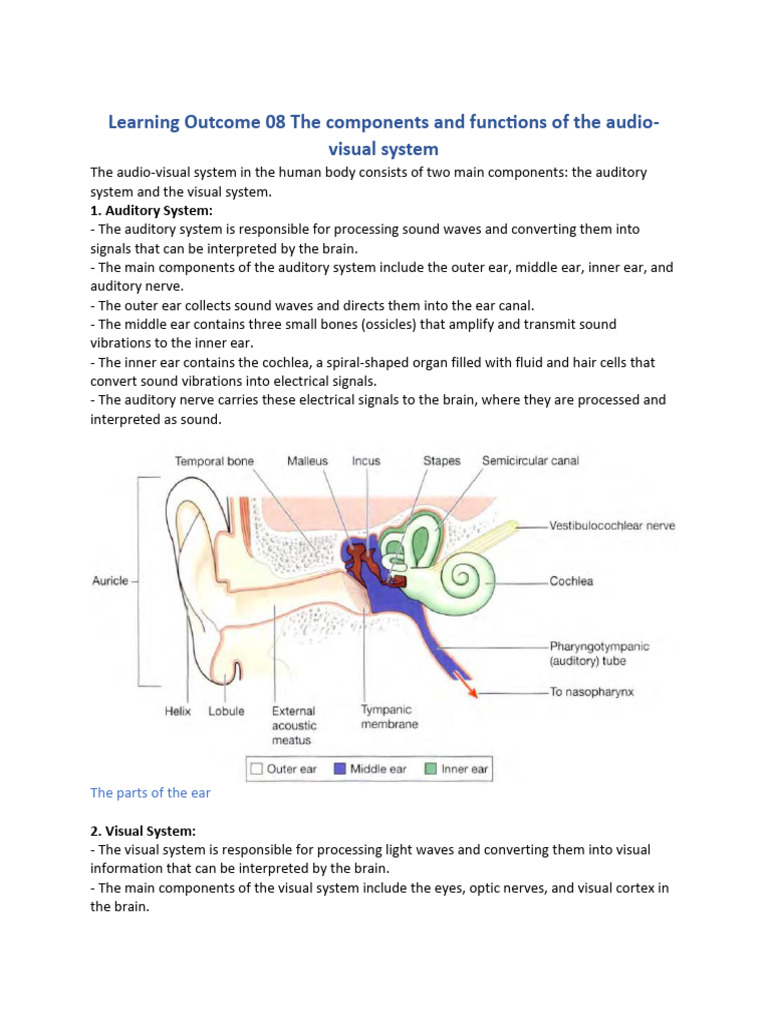 Components of Human Audio-Visual Systems | PDF | Ear | Electromagnetic ...