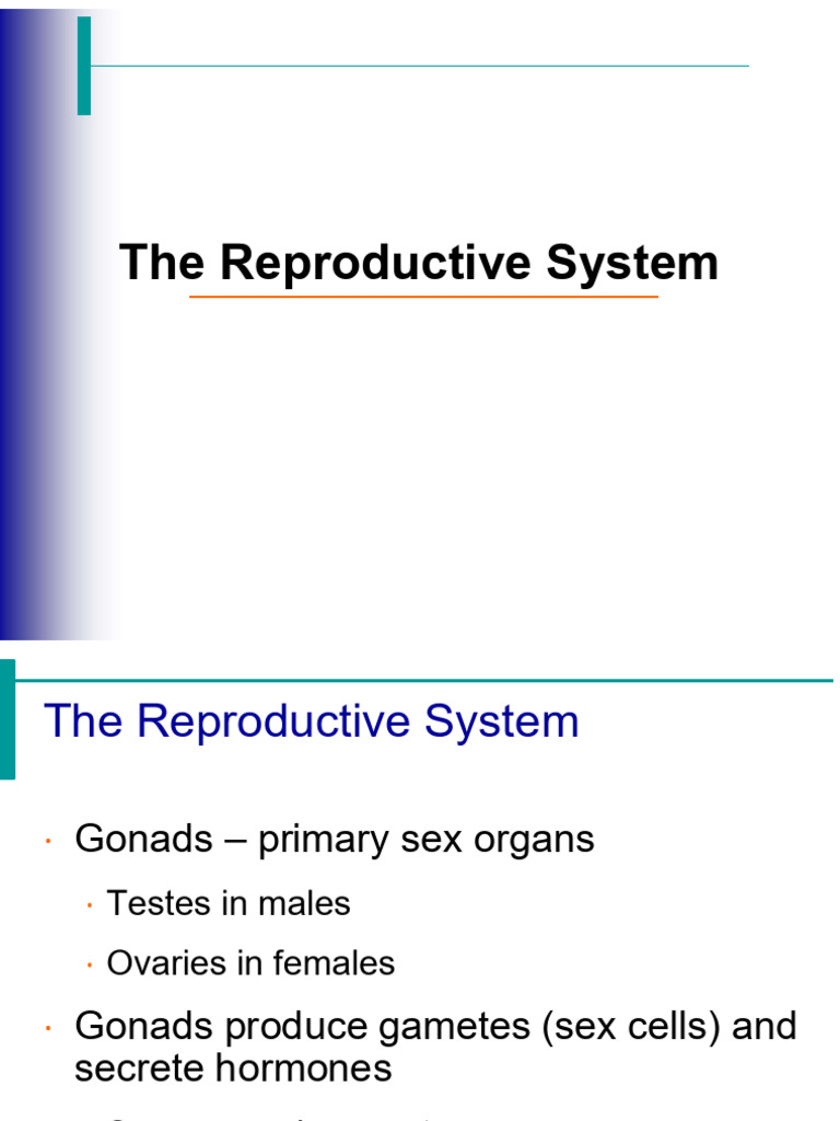 Reproductive System Overview | PDF | Testicle | Ovary