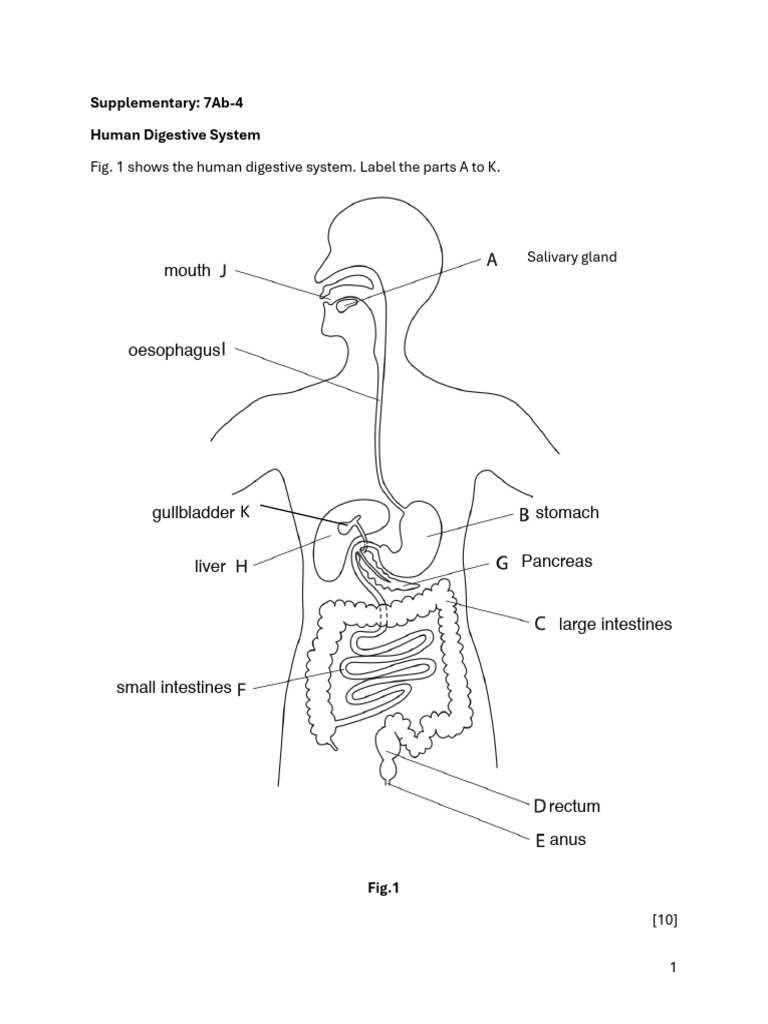 Science 7ab-4 Worksheet | PDF | Gastrointestinal Tract | Human ...