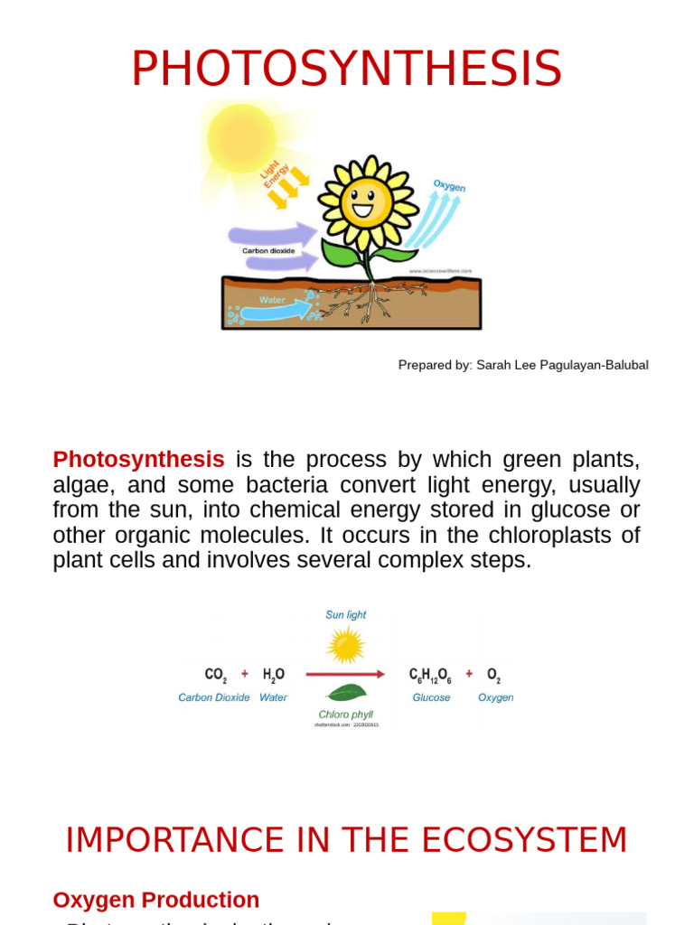 PHOTOSYNTHESIS-NEW | PDF | Photosynthesis | Nicotinamide Adenine ...