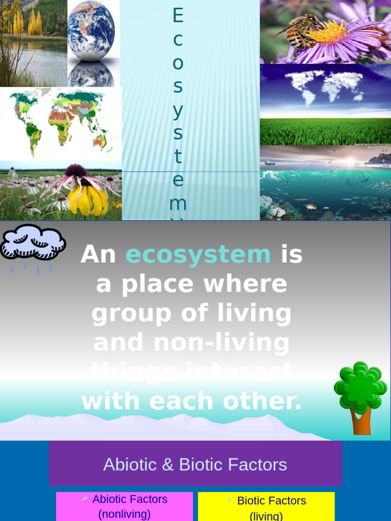 Ecosystem Pdf Food Web Ecosystem