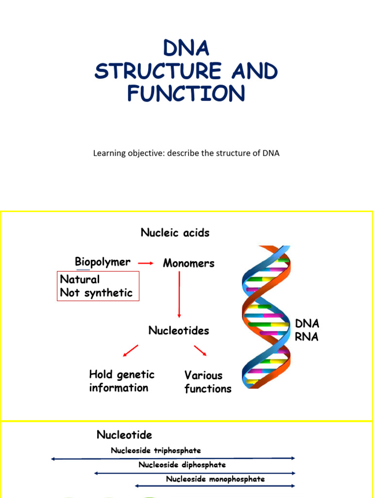DNA Structure and Function Overview | PDF | Nucleotides | Dna