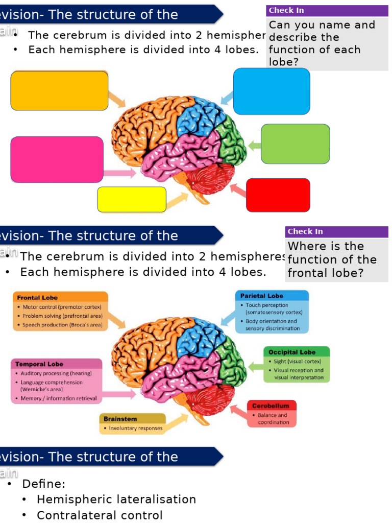 Brain Structure and Function Overview | PDF