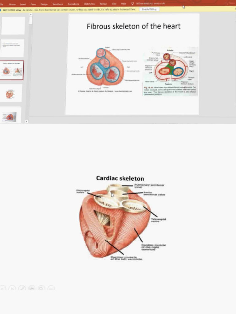 Heart 2 | PDF