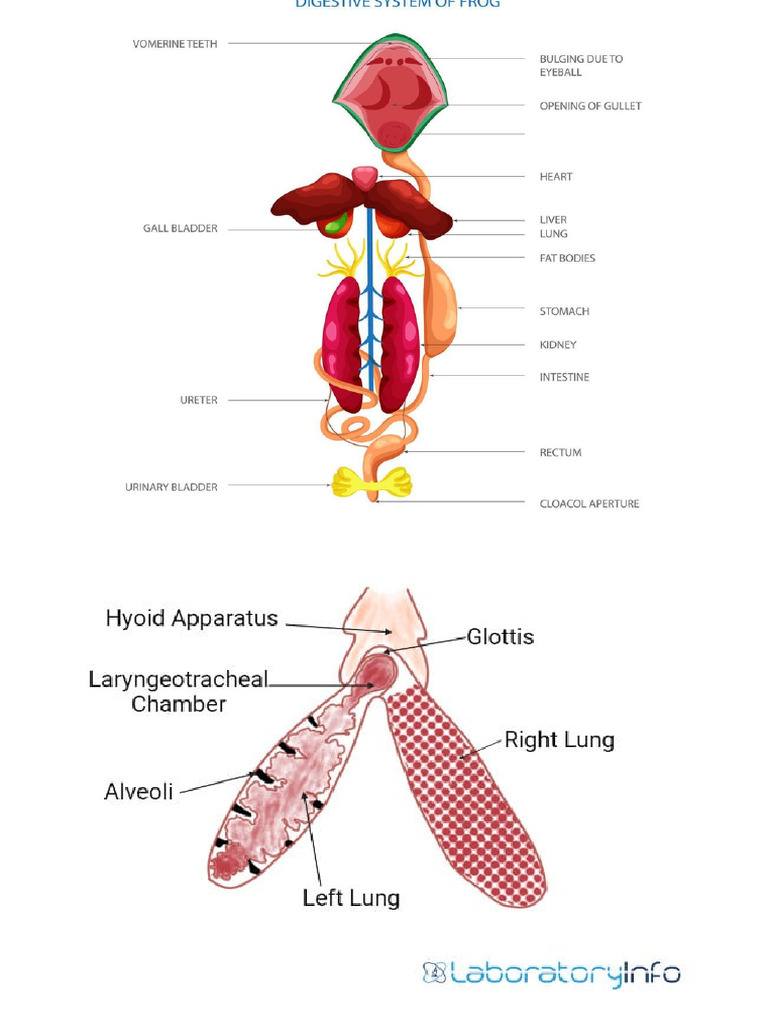 Anatomy of Frogs | PDF