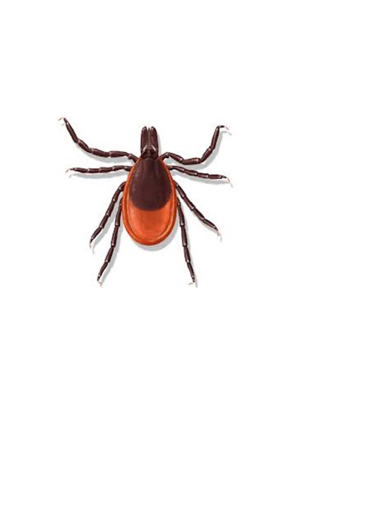 Ixodes dammini: Deer Tick Proving Insights | PDF