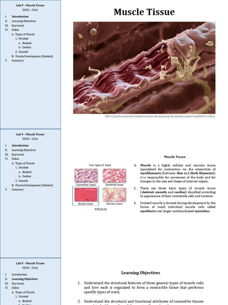 Muscle (1) | PDF | Cardiac Muscle | Muscle