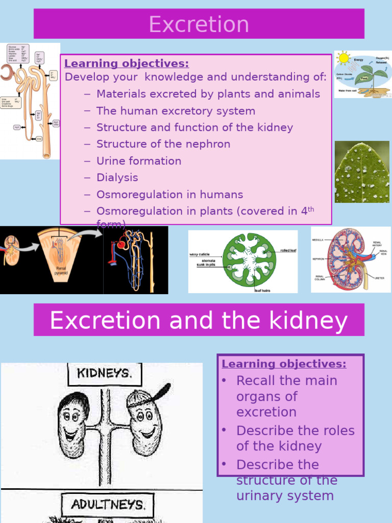 Overview of Human Excretory System | PDF | Kidney | Excretion