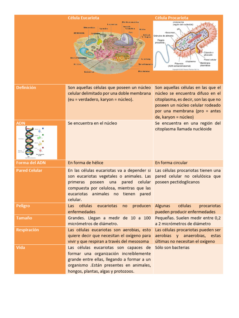 Comparativa de Células Procariotas y Eucariotas | PDF | Biología ...