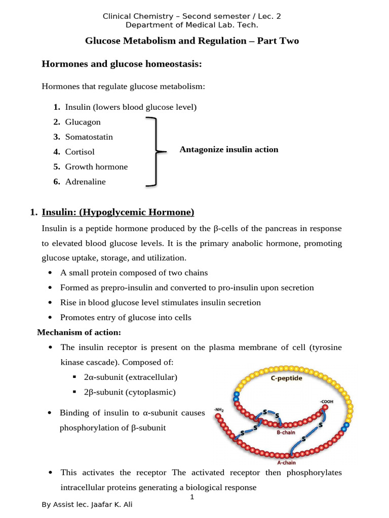 Lec. 7 Glucose Metabolism and Regulation | PDF | Diabetes | Insulin