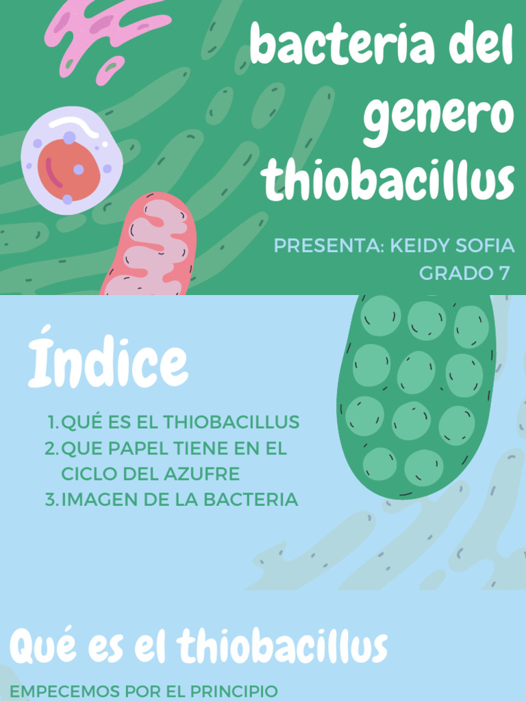 Bacterias Thiobacillus y su rol en el azufre | PDF