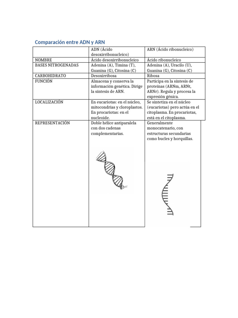 Tabla Adn Arn | PDF