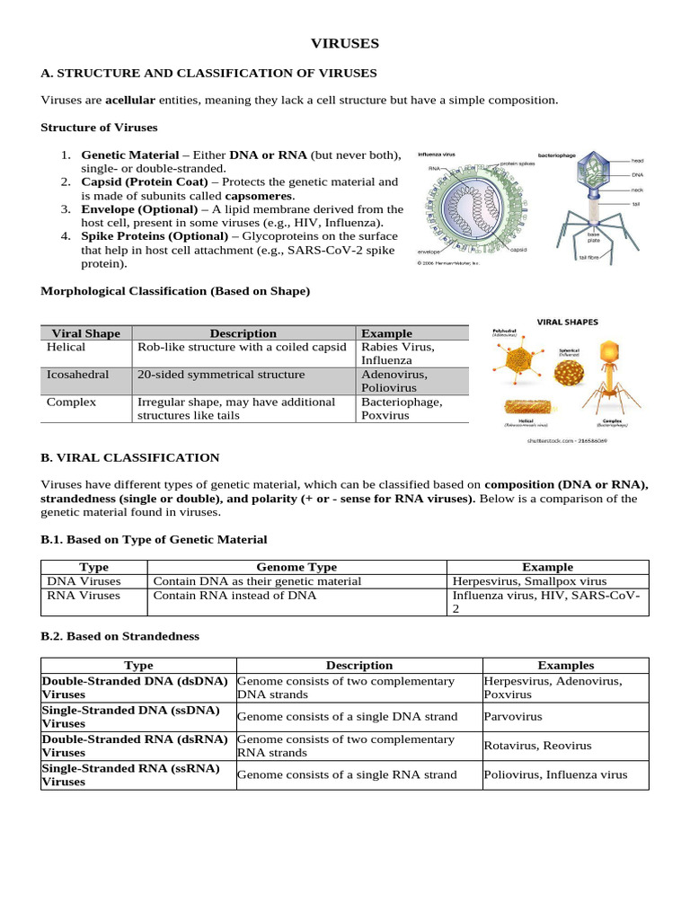 VIRUSES | PDF | Virus | Sense (Molecular Biology)