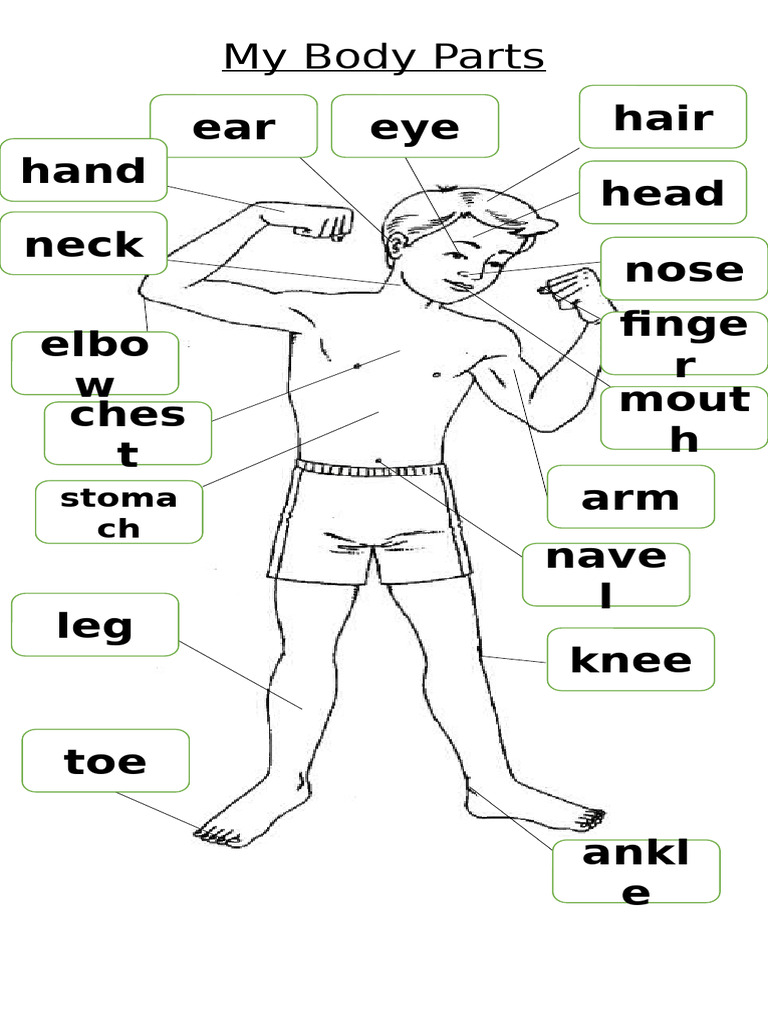 Human Body Parts Overview | PDF