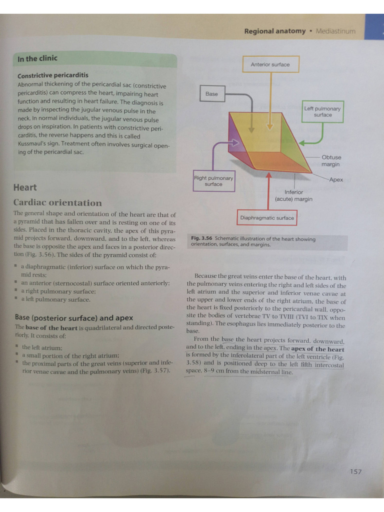 Heart | PDF
