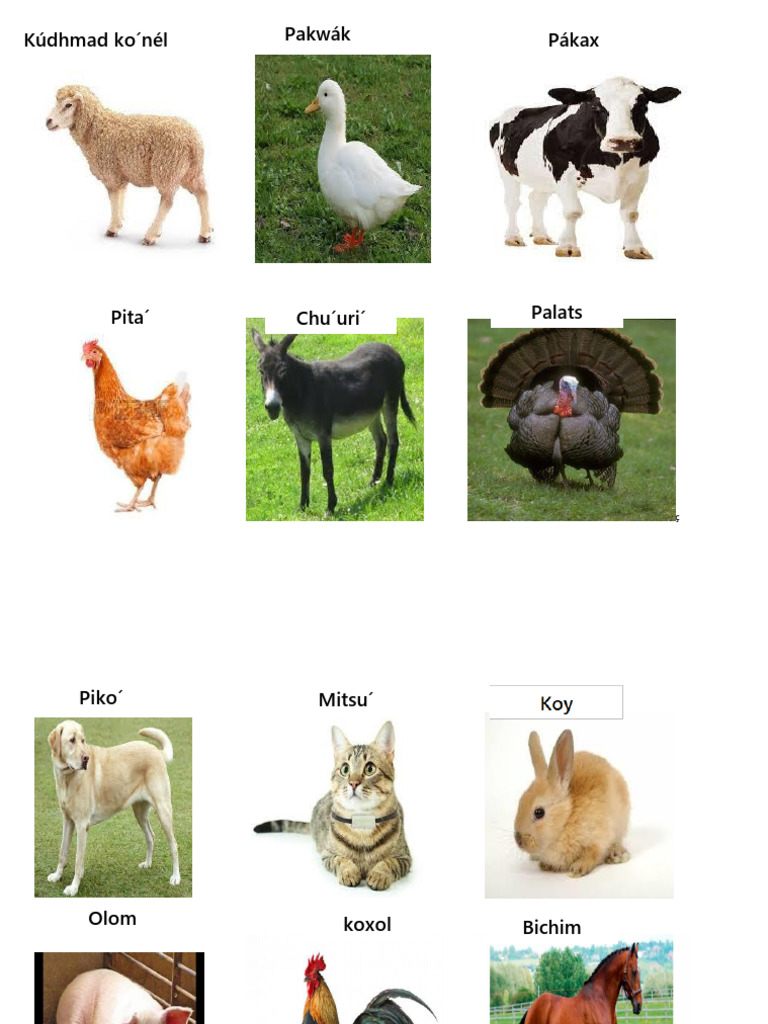 Animales y alimentos en Tenek | PDF