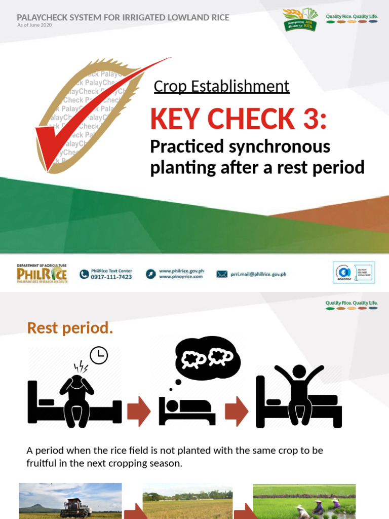 Synchronous Planting for Rice Success | PDF | Rice | Irrigation