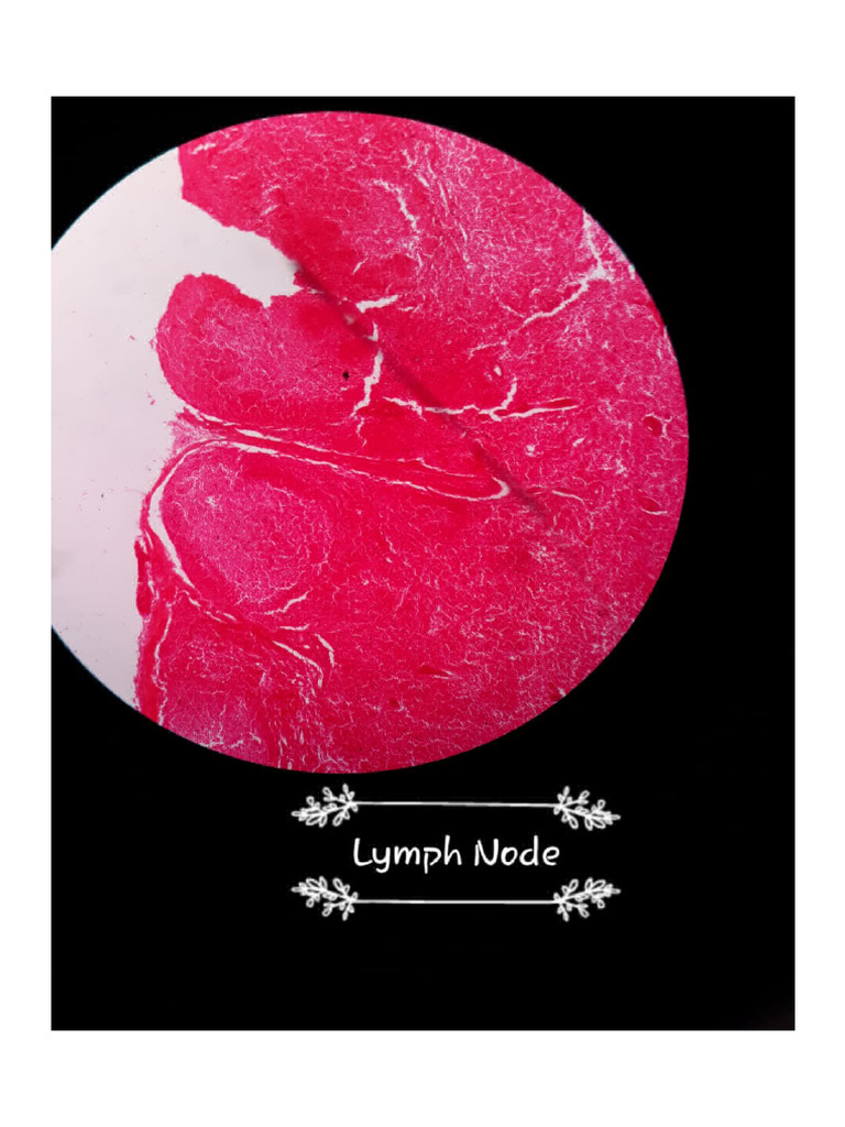 Histology Slides | PDF