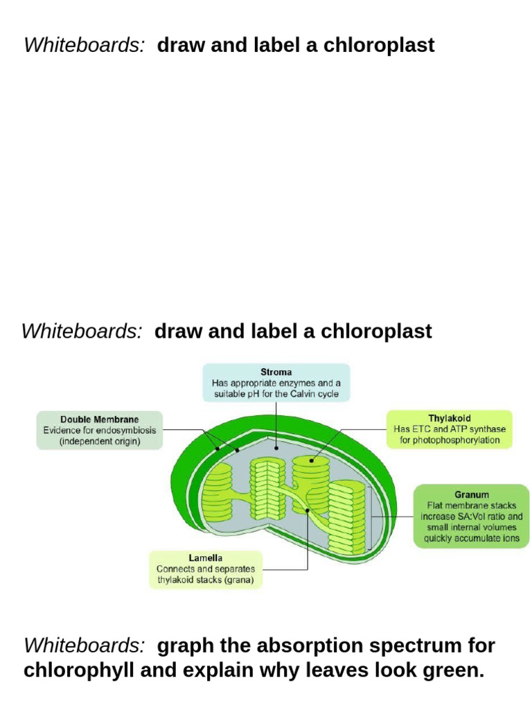 Photosynthesis: Chloroplast Functions Explained | PDF
