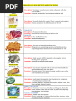 Animal Cell Structure Diagram | PDF