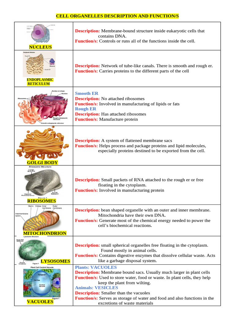 Endoplasmic Reticulum Functions Explained | PDF | Cell (Biology ...