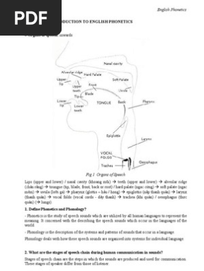Answers To Phonetics Stress Linguistics Vowel