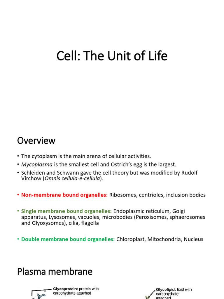 Cell Structure and Function Overview | PDF | Mitosis | Meiosis