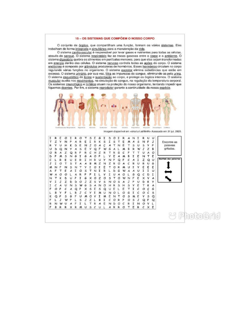 Caça Palavras Sistemas Corpo Humano | PDF