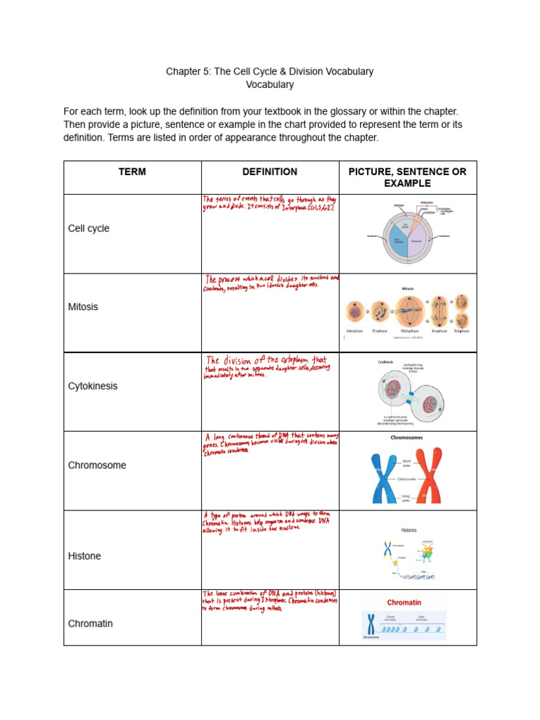 Chapter+5 +The+Cell+Cycle+&+Division+Vocabulary | PDF | Mitosis | Cell ...