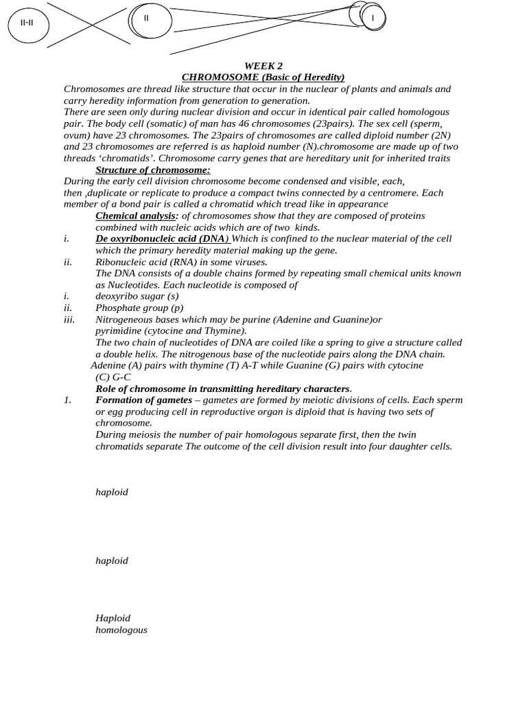 Basics of Chromosomes and Genetics | PDF | Meiosis | Ploidy