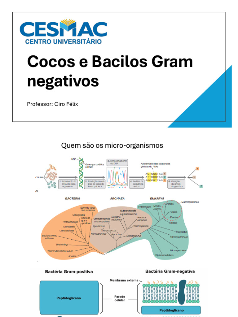 Cocos e Bacilos Gram Negativos: Características e Patógenos | PDF ...