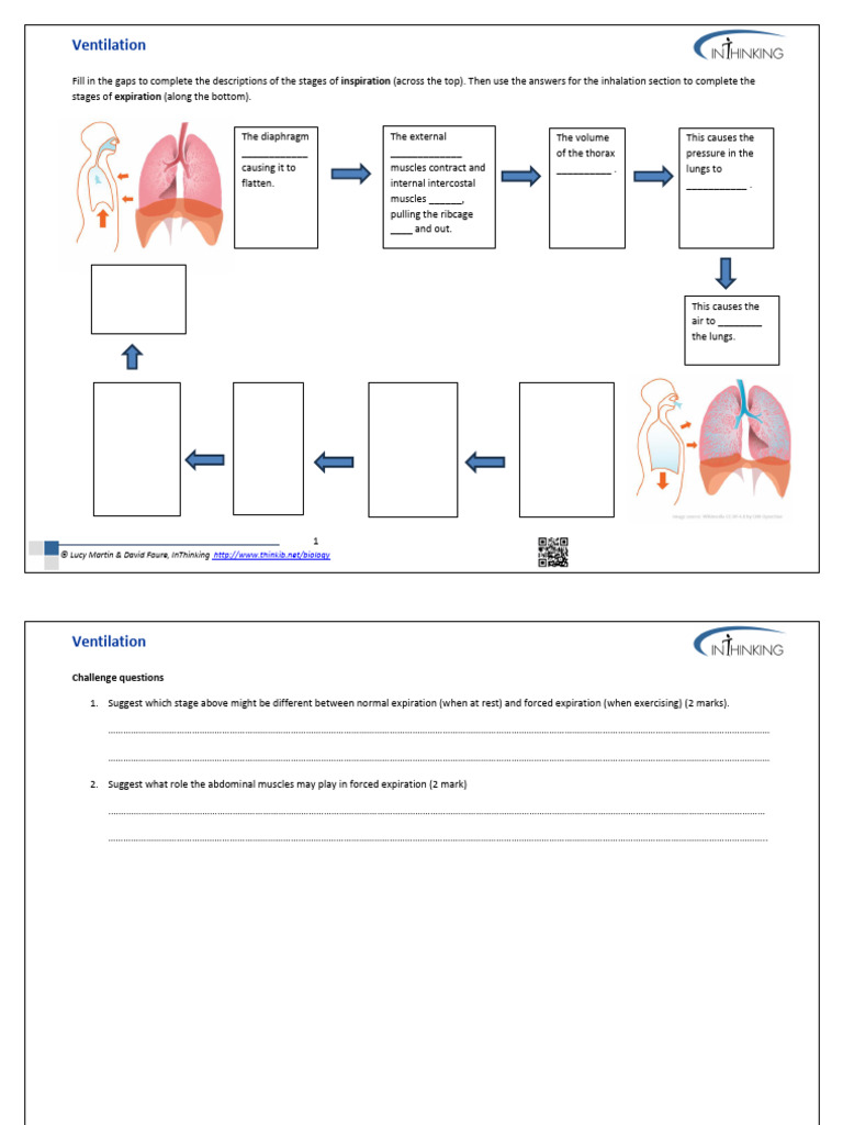 Understanding Ventilation Stages | PDF | Exhalation | Breathing