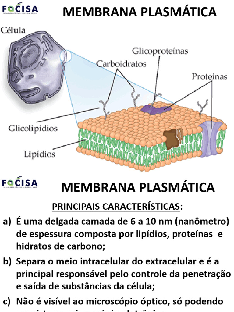 Estrutura e Funções da Membrana Plasmática | PDF | Membrana celular ...