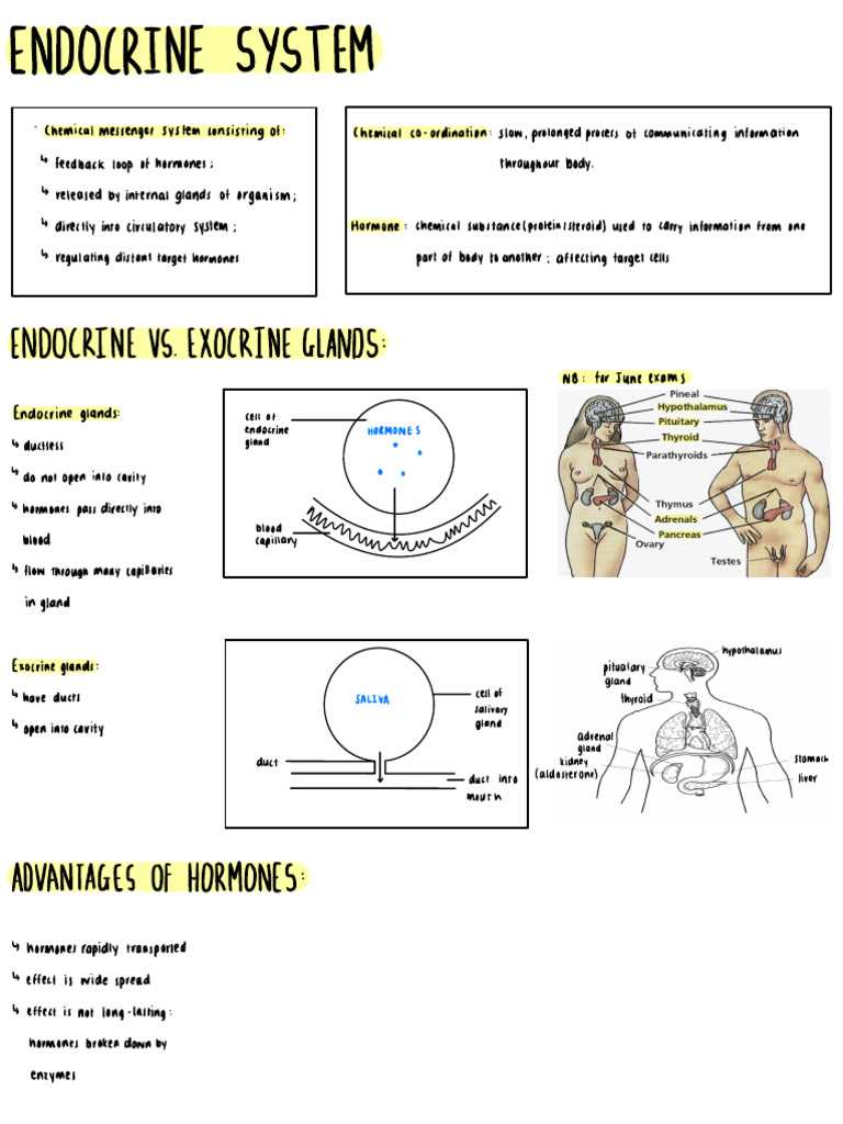 Endocrine System Notes | PDF | Endocrine System | Hormone