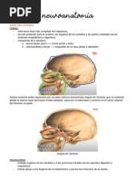 Estructura del Cráneo: Endobase y Exobase | PDF | Otorrinolaringología ...