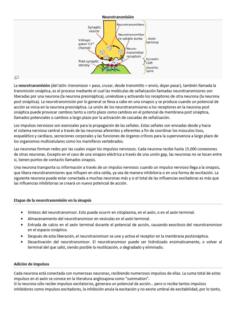 Proceso de Neurotransmisión en Neuronas | PDF | Sinapsis | Potencial de ...