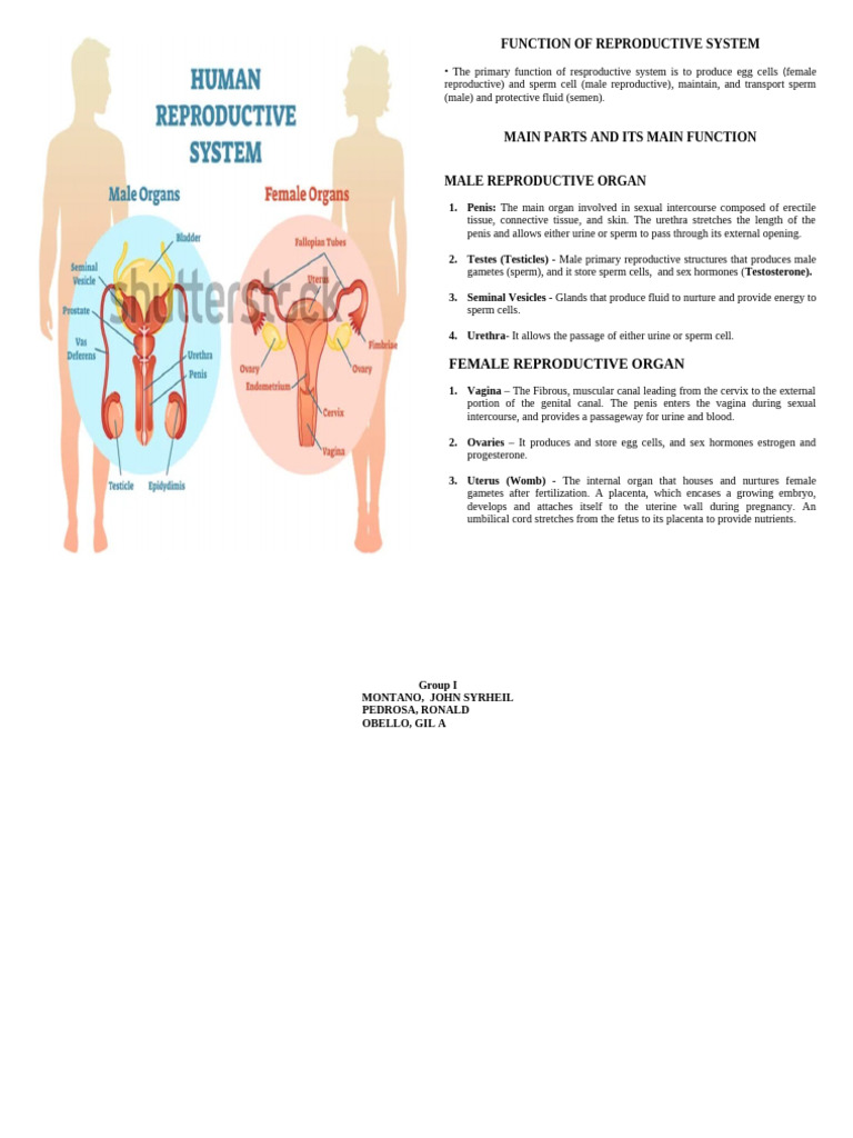 REPRODUCTIVE SYSTEM - Edited | PDF