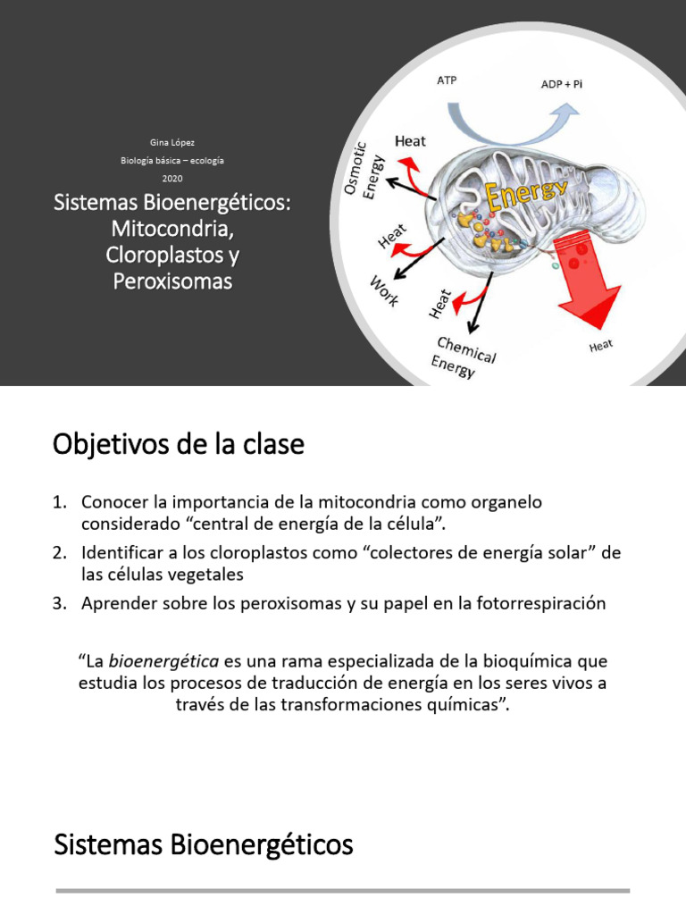 Bioenergética: Mitocondrias y Cloroplastos | PDF | Trifosfato de ...
