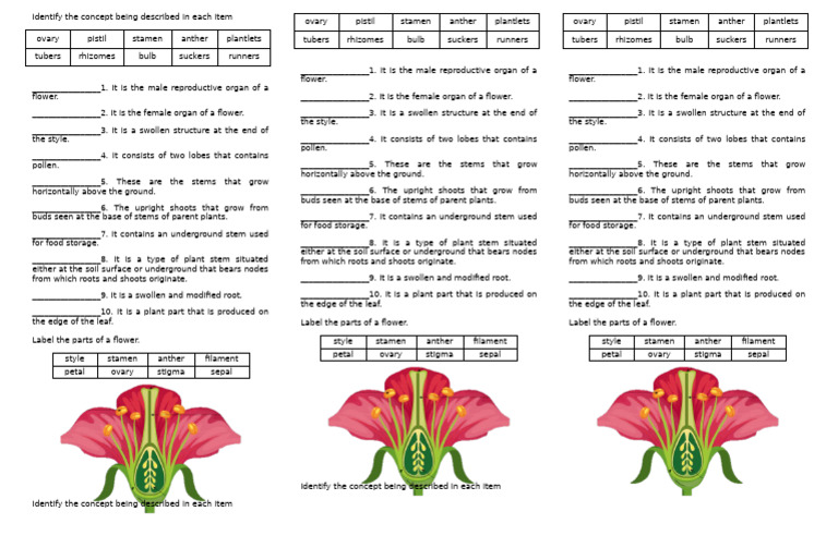 Activity 4 | PDF | Flowers | Petal