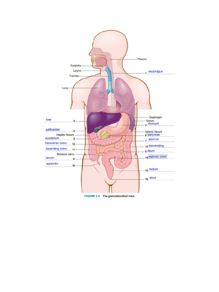 Digestive System | PDF
