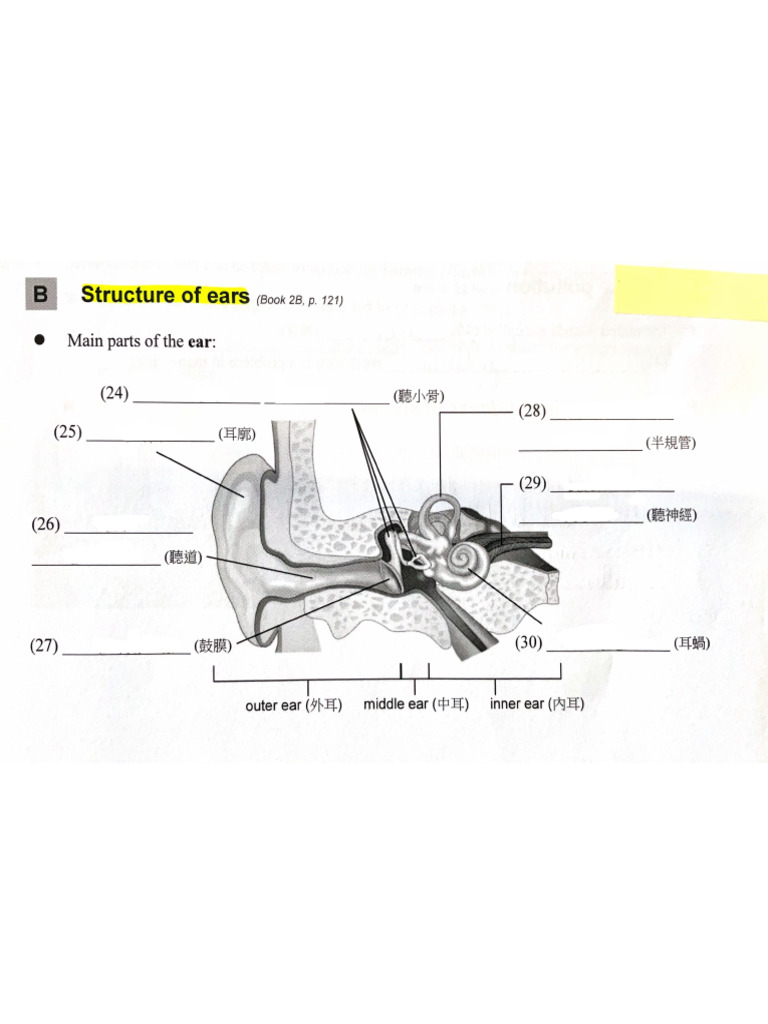 Structure of Ears （Book2B， | PDF